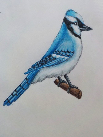 Blue jay, done in colored pencil.