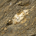 Impure marble (Birch Hill Sequence, Devonian) (Duckering Staircase cliff, Fairbanks, Alaska, USA) 4