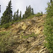 Impure marble (Birch Hill Sequence, Devonian) (Duckering Staircase cliff, Fairbanks, Alaska, USA) 2