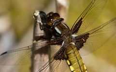 Broad-bodied chaser f