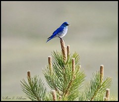 June 25, 2022 - Bluebird on a tree. (Bill Hutchinson)