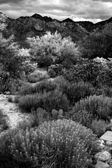 Sonoran Desert in Monochrome • <a style="font-size:0.8em;" href="http://www.flickr.com/photos/11859165@N00/52181530298/" target="_blank">View on Flickr</a>
