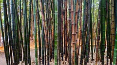 Hay un lugar en Caldas de Reis donde el bambú negro abraza un espacio casi inagotable de paz custodiando unas termas.  #CaminodeSantiago