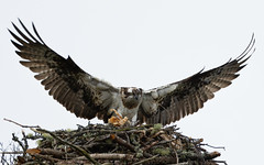 The ospreys at Kincraig #4 of 5