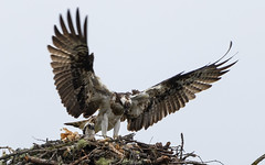 The ospreys at Kincraig #2 of 5