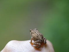 1: Knuckle Toad