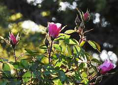 Backlit Rose Buds