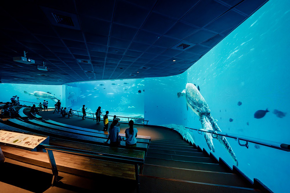 圖2. 屏東海生館於台灣水域館最大的生態展示缸大洋池，打造虛實整合的環繞沉浸式投影場域