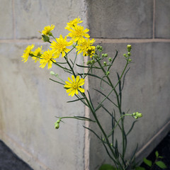 Corner Flowers