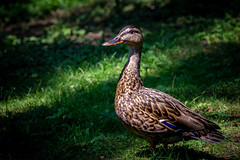 2022 - One Photo A Day - 184/365 - „Lady Duck“