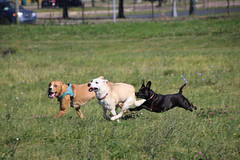 Visit with Runyon to Swift Run Dog Park (Ann Arbor, Michigan) - Saturday July 2nd, 2022 183/2022 21/P365Year15 5134/P365all-time – (July 2, 2022)