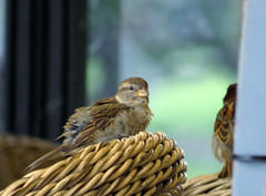 House sparrow (f), Passer domesticus, Gråsparv