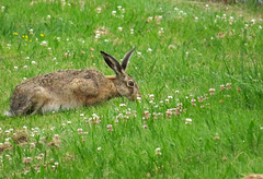 European hare, Lepus europaeus, Fälthare