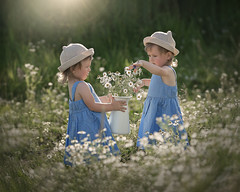 Little girls in chamomile