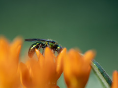 3: Sweat Bee on the Butterfly Weed