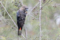 Glossy Black Cockatoo - Calyptorhynchus lathami