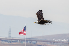 Bald eagle performs a flyby of Old Glory for Independence Day weekend
