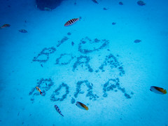 Tahiti Bora Bora｜Pure Snorkeling