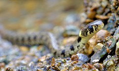 Italy, Barred grass snake