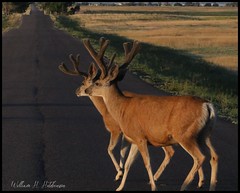 July 4, 2022 - Deer bucks on the move. (Bill Hutchinson)