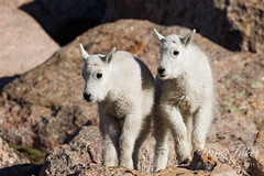 July 3, 2022 - Mountain goat kids posing. (Tony's Takes)