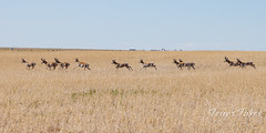 July 4, 2022 - Pronghorn on the run. (Tony's Takes)