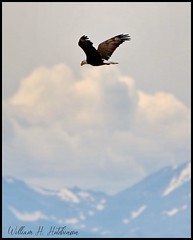 July 1, 2022 - A bald eagle performs a flyby with the mountains in the background. (Bill Hutchinson)