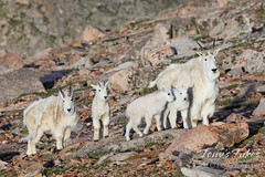 July 3, 2022 - A mountain goat family poses. (Tony's Takes)