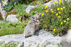 July 3, 2022 - A pika investigates the flowers. (Tony's Takes)