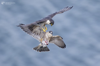 Adult and juvenile Peregrine falcon 1