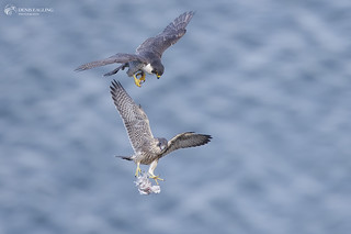 Adult and juvenile Peregrine falcon 3