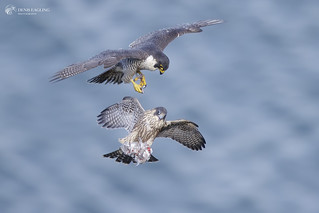 Adult and juvenile Peregrine falcon 2