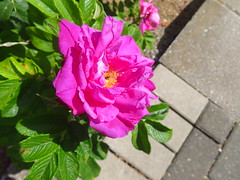Sylter Rose (Rosa rugosa)...