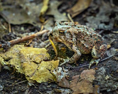 Tiny Toad on the Trail