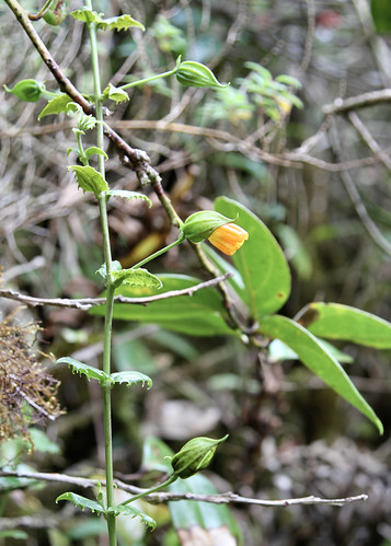 Vellosiella spathacea (Orobanchaceae)