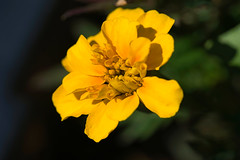 sunny marigold