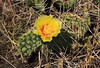 Flowering Minnesota Cacti
