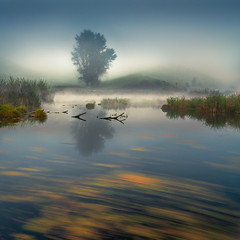Misty Wetlands
