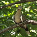 White-winged Dove, Waterford Park, Allen, Texas, July 16, 2022