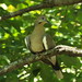 White-winged Dove, Waterford Park, Allen, Texas, July 16, 2022