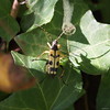 Spotted Longhorn Beetle (female) / Strangulie Tachete