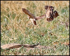 July 17, 2022 - A bullsnake attacks burrowing owl owlets. (Bill Hutchinson)