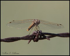 July 13, 2022 - Dragonfly hanging out. (Bill Hutchinson)