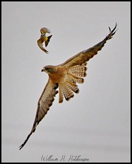 July 11, 2022 - Kingbird hassles a Swainson's hawk. (Bill Hutchinson)