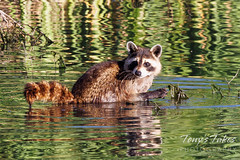 July 17, 2022 - Raccoon cooling down in the water. (Tony's Takes)