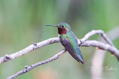July 11, 2022 - A broad-tailed hummingbird in Gunnison National Forest.  (Tony's Takes)
