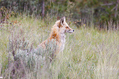 July 11, 2022 - Red fox on the lookout in the forest.  (Tony's Takes)