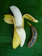 MusaRama, the image bank on all things banana