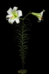 Lilium leucanthum var. centifolium (Stapf ex Elwes) Woodcock & Coutts, Lilies: 213 (1935).