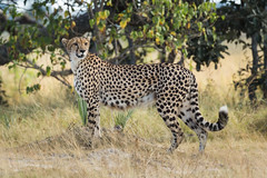 Cheetah on a morning stroll